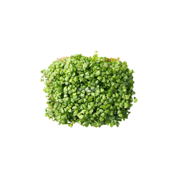 Busuioc Verde MG
