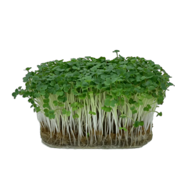 Rucola MG
